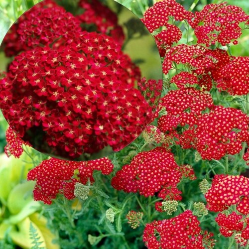 Achillea millefolium 'Red Velvet' - Harilik raudrohi 'Red Velvet' P11/0,75L